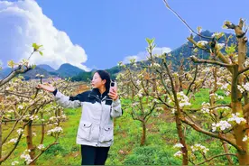 施秉县白垛乡：春山白梨花引流“美丽经济”图片