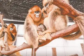 武汉动物园川金丝猴添丁 猴宝宝满月后将与游客见面图片