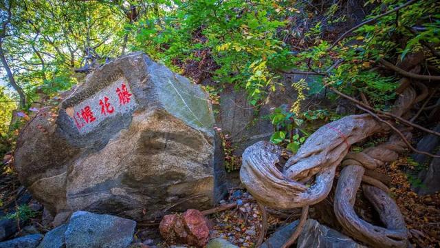 济宁冬季赏叶天花板，错过等一年的绝美景色