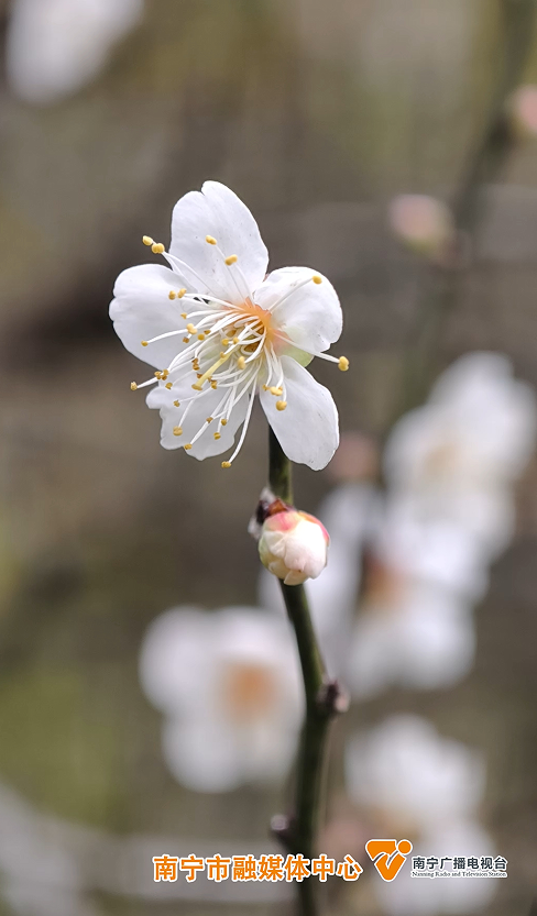 今日腊八｜花粥同赏，岁寒生香！腊八节快来南宁共赴一场早梅之约，就在市区→