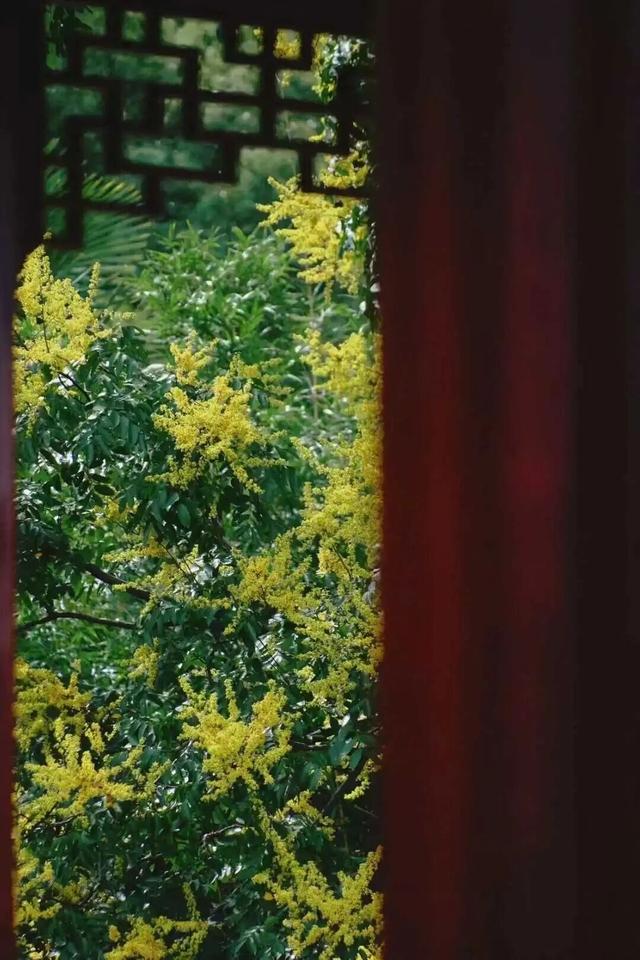 呀！南京的秋天掉地上啦