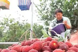 乘高铁、坐飞机，生鲜寄递“跑”起来，助力特色农产品“出海”图片