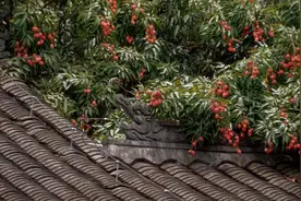 东坡老家的荔枝又红了！7月4日开启采摘，眉山三苏祠邀你免费“日啖三百颗”图片