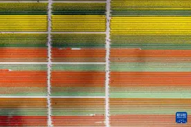 荷兰：郁金香盛放图片