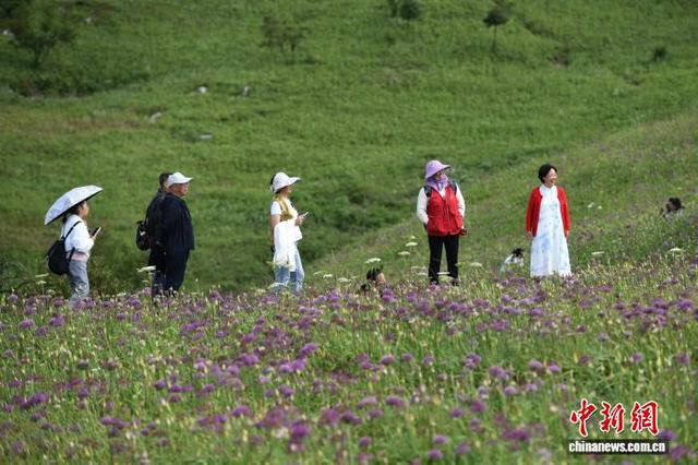 贵州六盘水：万亩野生韭菜花开引游客