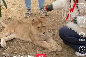 惊呆！花268元边喝咖啡边摸狮子？网友：还是别吧……图片