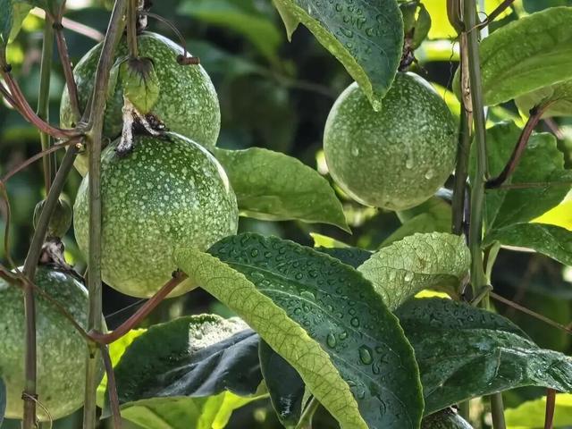 南宁冬季水果采摘全攻略 | 东北老铁、西北家人，告别猫冬！来南宁实现“水果自由”