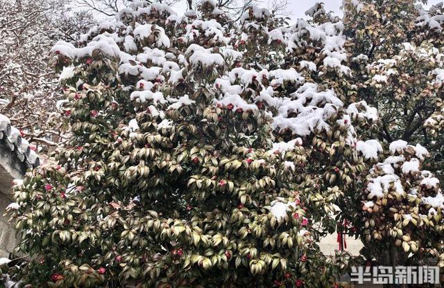 春雪润崂山，太清入画来