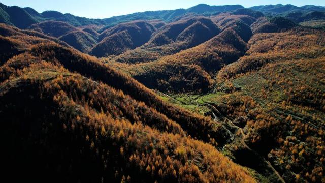 朱提文苑 | 龙树深秋里，山岭铺鎏金