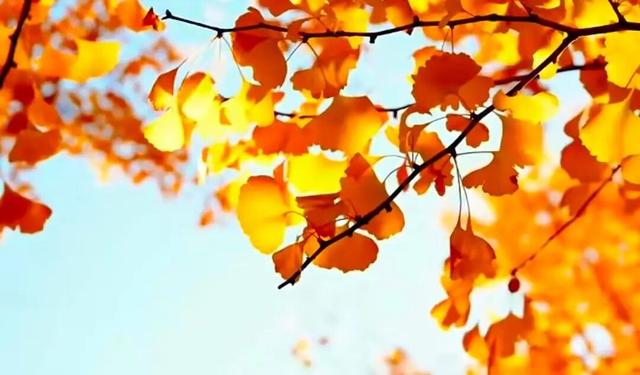 醉美坊子｜秋染小城，被时光温柔以待