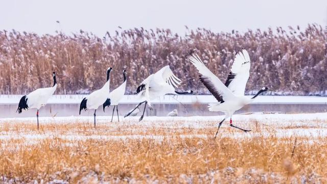 新年第一天，国家级媒体报道盘锦雪落湿地美景