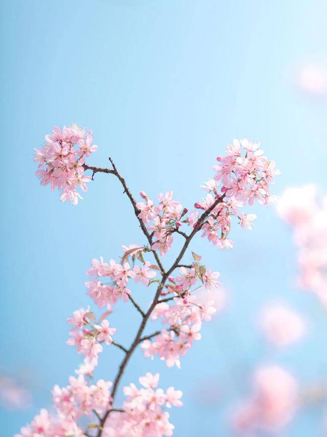 已开！成都怎么提前过上“春天”了