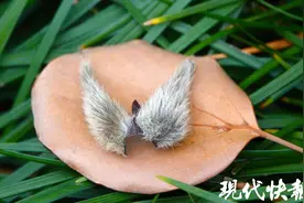 你捡到“猫耳朵”了吗？这个春天解锁赏玉兰新玩法图片