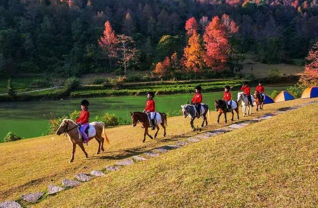 八桂冬日似春朝 赏花观叶正当时