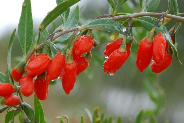 好品中国丨“我姓柴，柴达木的柴”