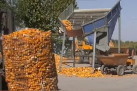 全力打好灾后恢复重建攻坚战丨庄稼上保险 种地有底气图片