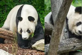 中国野生动物保护协会：旅奥大熊猫“园园”“阳阳”平安回国图片