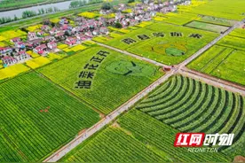 万亩花海与半马的春日之约！2025湖南南县罗文花海半马报名中图片
