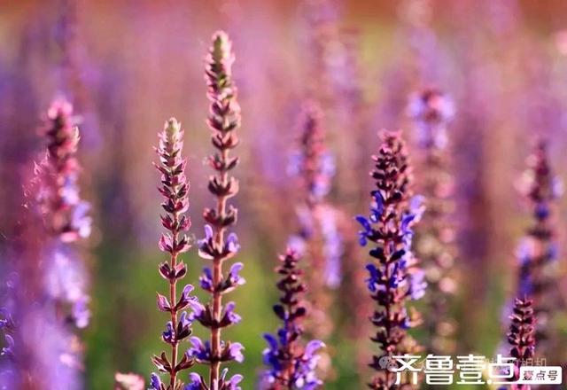 壹点号·秀山东|德州薰衣草花海的浪漫，是连呼吸都带着甜香的紫💜