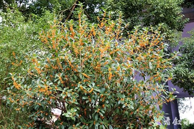 速来打卡！叙永桂花“限定返场”，这份秋日惊喜只为你！