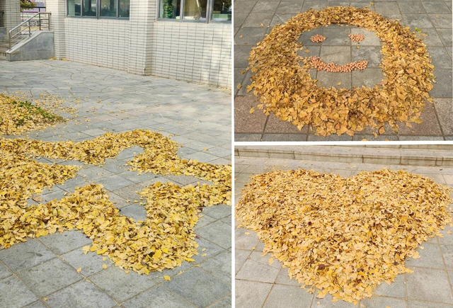 “银杏伞”火出圈！网友：不建议推广，因为我没有