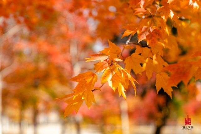 红红红红！红“枫”了！