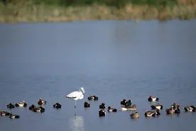 内蒙古乌梁素海近年来首次发现大红鹳图片