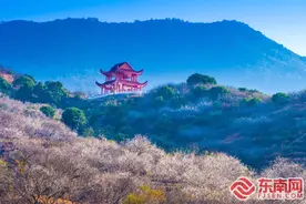 “梅”好风光 共绘诏安红星文旅融合新画卷图片