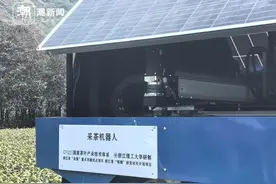 杭州茶园龙井芽叶，被机器人采下图片