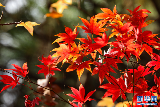美上央媒！昆明红了！周末冲！打卡最美枫景去，超全攻略速收藏→