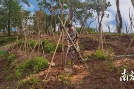 信宜北界结坡村：处处见新苗，植绿更护绿图片