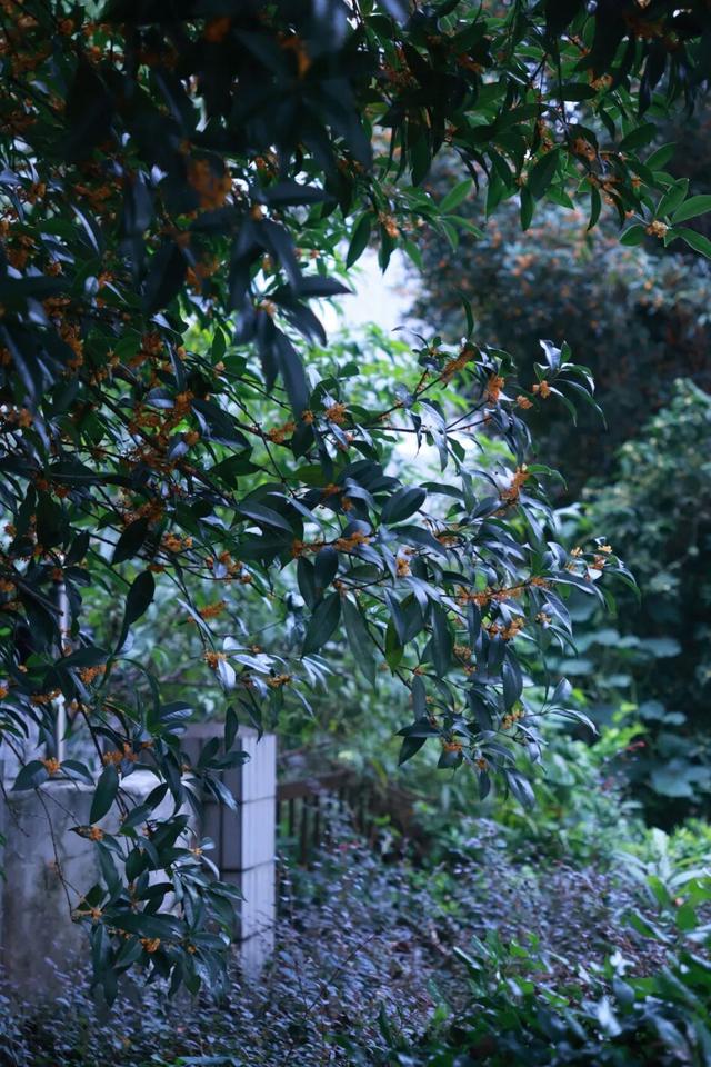 点 击 ↑ 看莲都的秋天