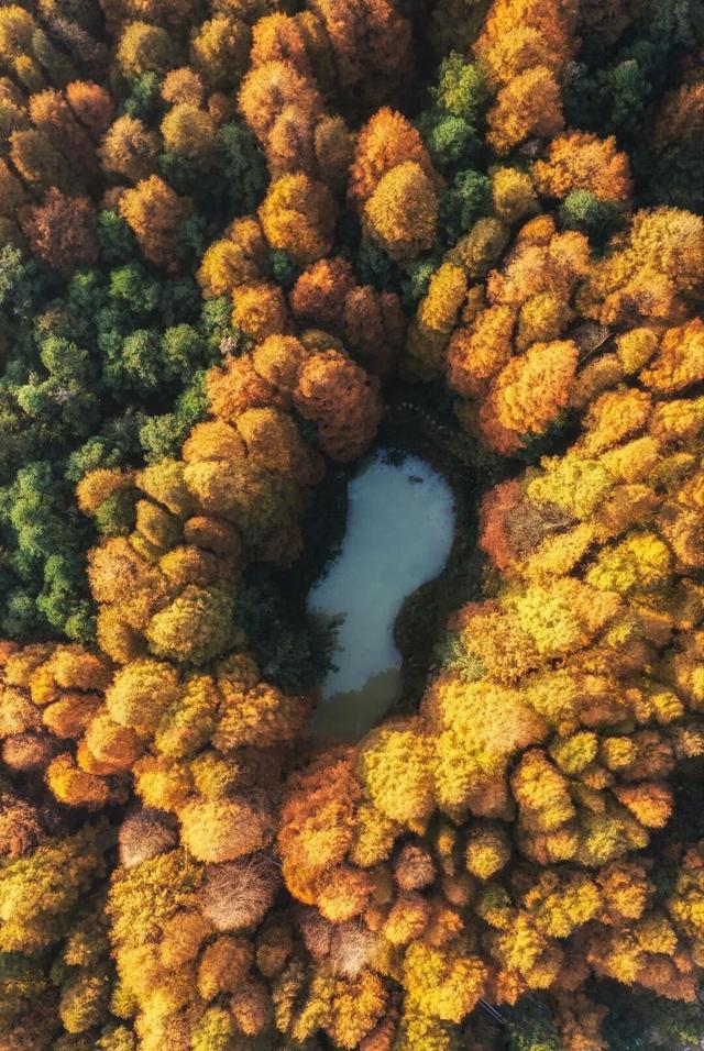 重庆秋色“天花板”火了！最快1小时飚拢！