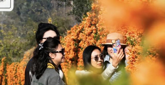 【冬季暖阳 凉山不凉】西昌打卡地+1！百米花墙震撼上线