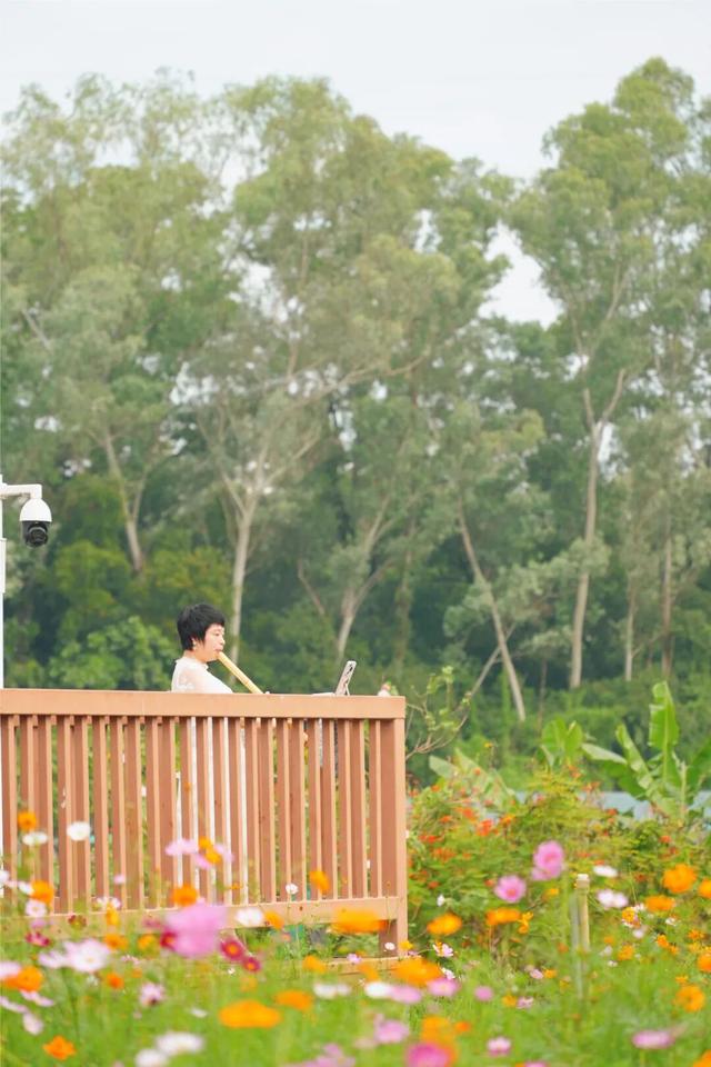 龙华，花海“大爆发”