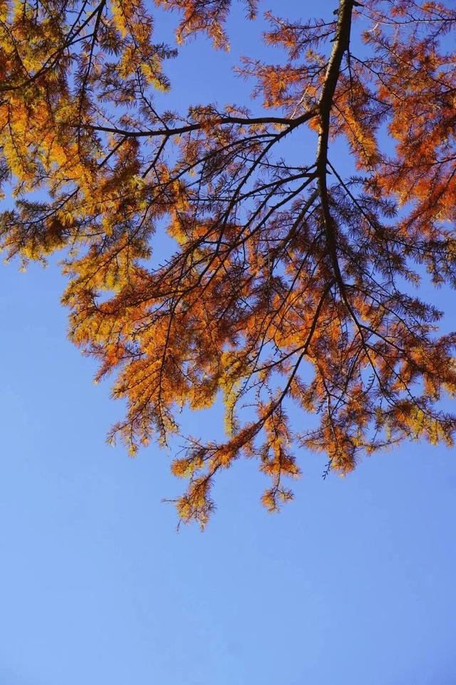 鼓山“枫”景太美啦！详细打卡点位戳→