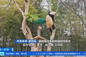 萌出新高度！旅居海外大熊猫成“顶流明星”图片