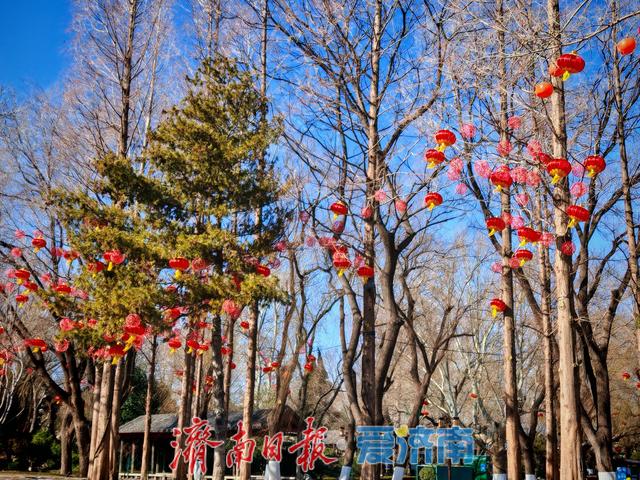 一年四季 泉在济南丨大明湖畔灯笼红 泉城迎春氛围渐浓