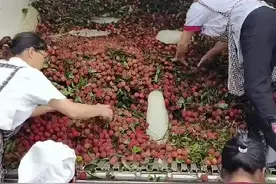 慕了！湖南一学校从广东买1万多公斤荔枝给师生，校方：怕学生吃了上火，分三天发图片