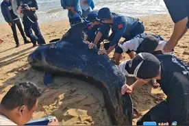 三亚一鲸鱼搁浅海滩，众人合力救助→图片