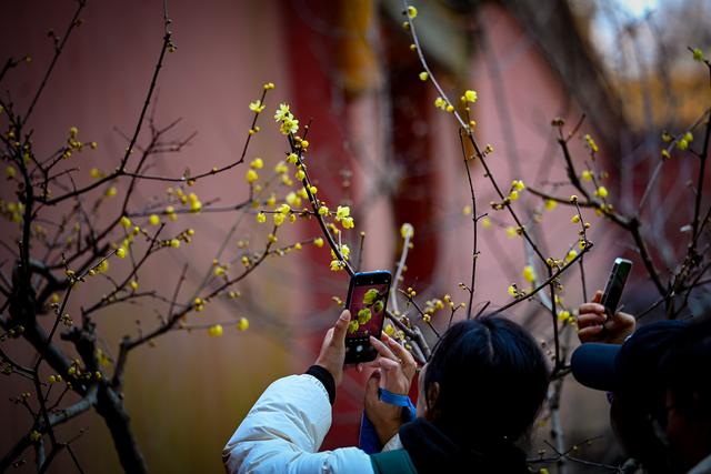 蜡梅飘香伴红墙 邂逅金陵独有的冬日浪漫
