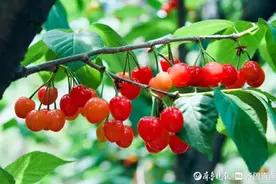 第三十届北宅樱桃节将于本周四在大崂樱桃谷启幕图片