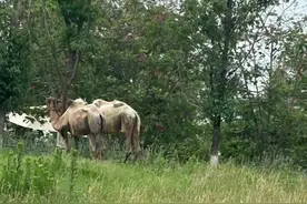 成都一园区骆驼饿得“瘦脱相”？园方回应“在换毛期”图片