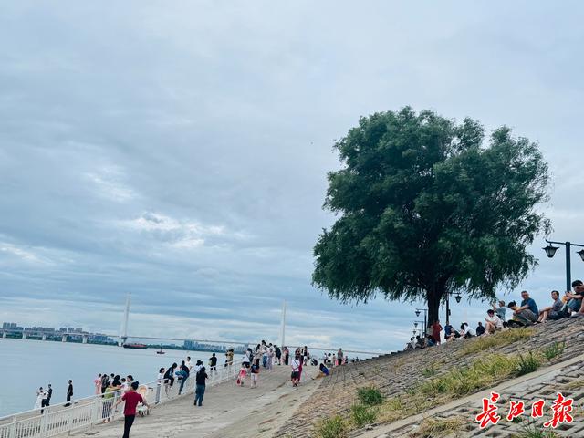 “孤独的树”不孤独了，向日葵花海引全国游客来打卡