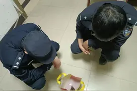 平平无奇小麻雀？是“三趾鹑”！图片