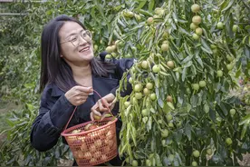 柳林：金秋时节枣飘香 红枣采摘游人乐图片