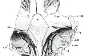 在亚洲发现的第一种掌双翼鱼——良忱掌双翼鱼图片