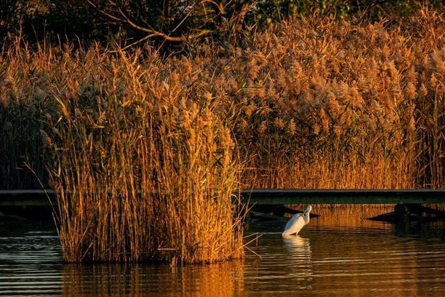 追逐秋色三千里：从北疆到徽州