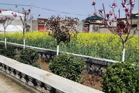 长葛市古桥镇：因地制宜添绿景图片