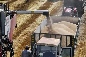 每日一词|人均粮食占有量 per capita grain possession图片